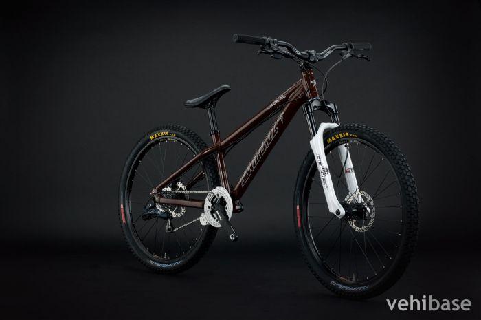 Santa Cruz Jackal