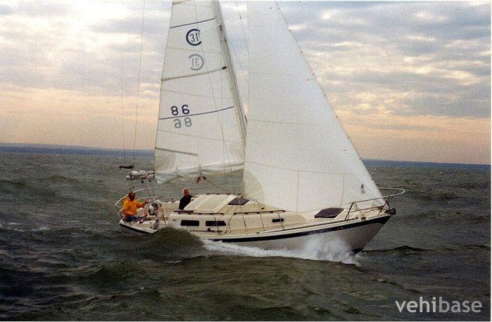 Cal 31