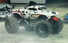 Monster Mutt Dalmatian